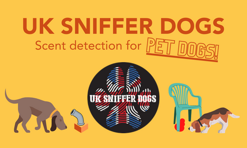 Scent detection for pet dogs in Nottingham Scent work classes for dogs