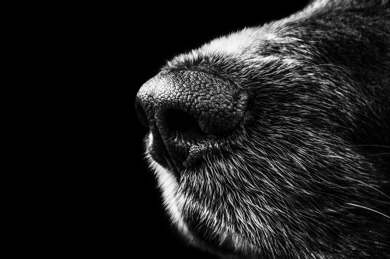dog, snout, nose-188273.jpg