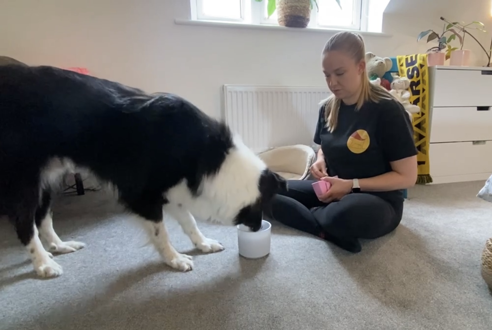 blind dog training scent work sniffing sniffer